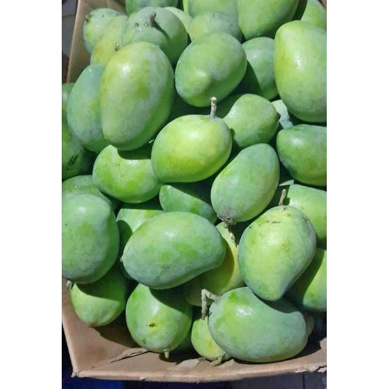 

Super Murah!! 5kg Mangga Muda untuk rujak Mix varian