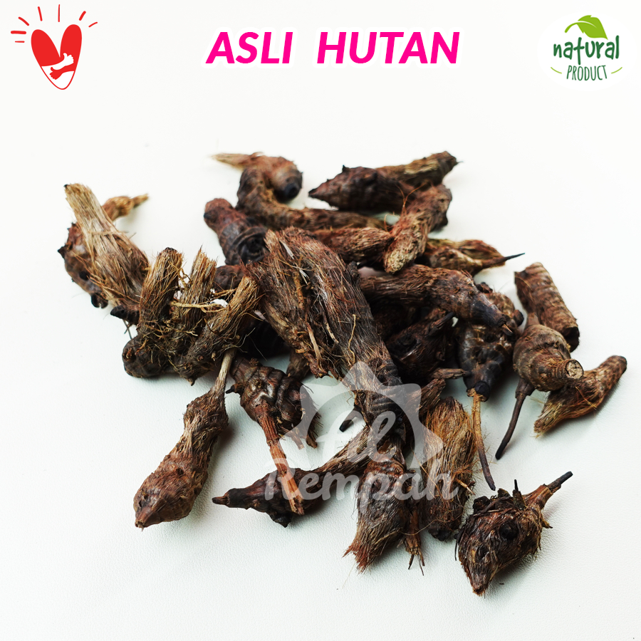 

Umbi Rumput Teki Kering 1kg Asli dan Bersih