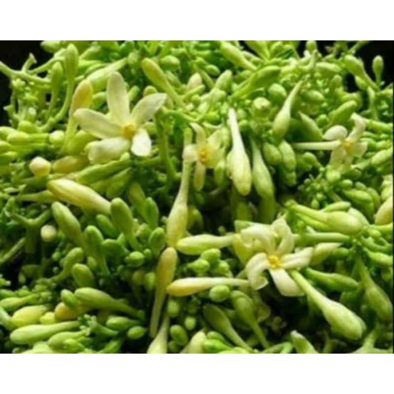 

RB bunga pepaya 500gr