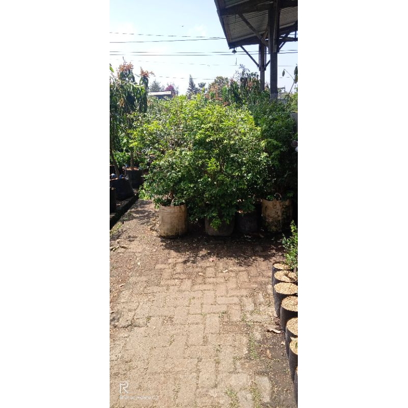 Tanaman pohon anggur Brazil ukuran besar