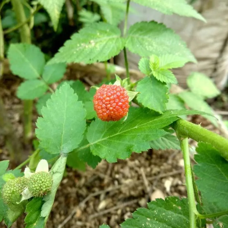 benih Tanaman Raspberry - Pohon Buah Raspberry - Buah Arbei