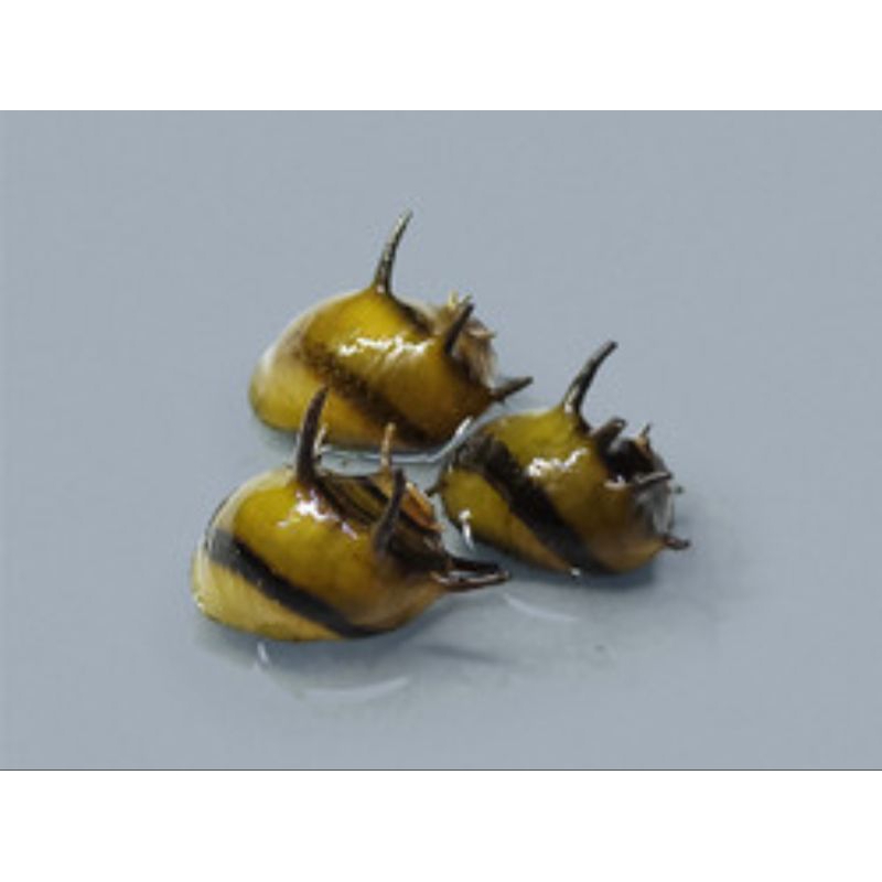 keong bumblebee aquascape/keong pembersihan/air tawar