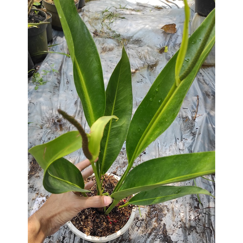 Tanaman Hias Anthurium Golok Indukan / Anthurium Coriaceum - Antorium Gholok