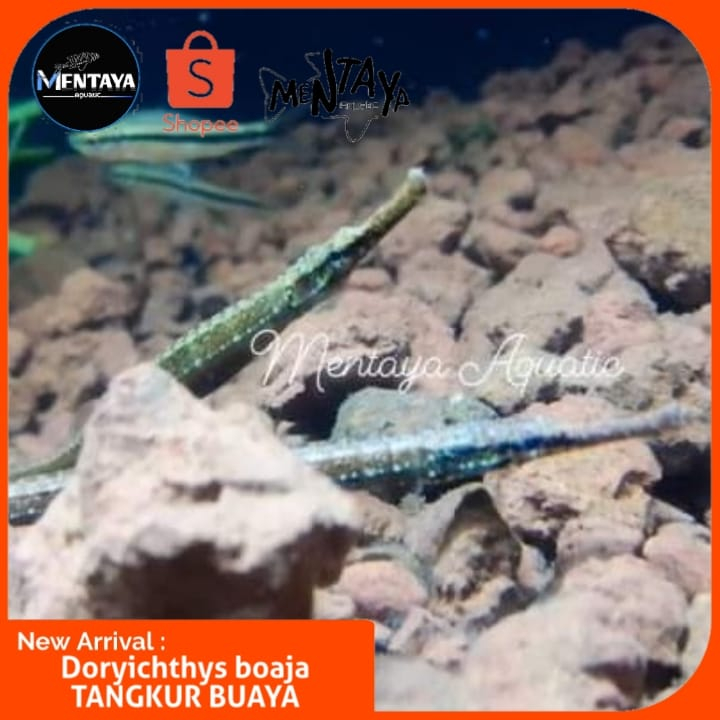 Doryichthys boaja atau Tangkur Buaya atau Kuda sungai