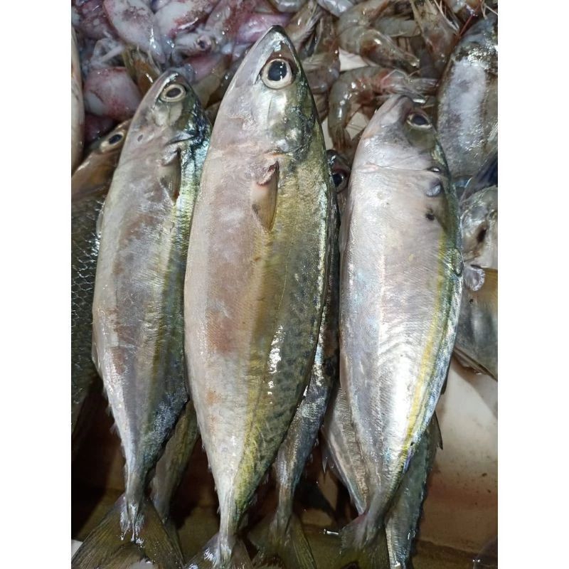 

Ikan kembung segar 500gr