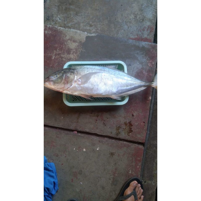 

seafood