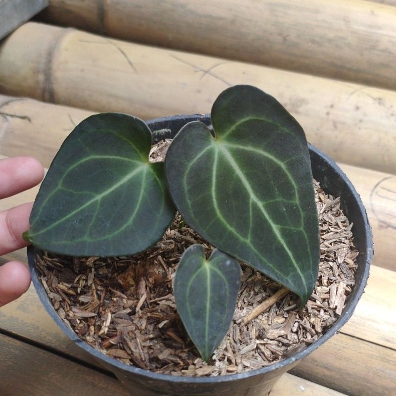 anthurium clarinervium dark form