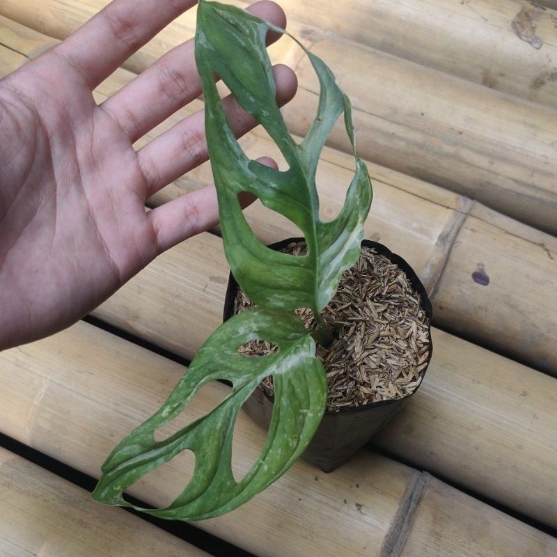 janbol variegata local