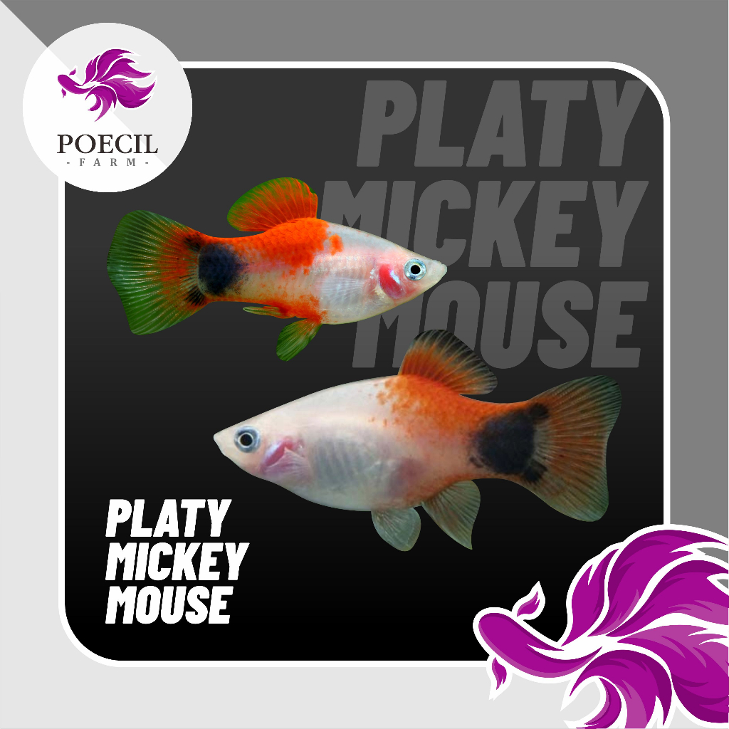 Ikan Platy Mickey Mouse