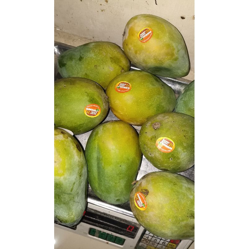 

Mangga Alpukat Manis Asli Qualitas Premium 1 kg