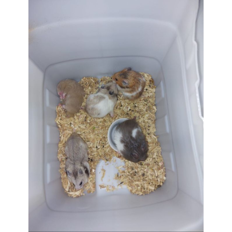 Hamster syirian jinak