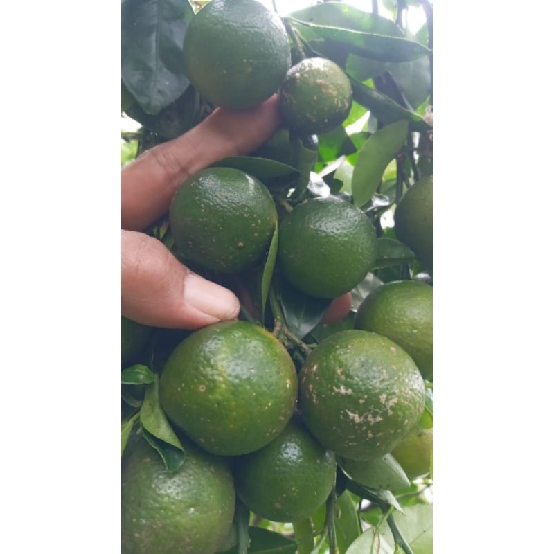 

jeruk sonkit / jeruk kunci / jeruk kasturi / jeruk peras / lemon Cui
