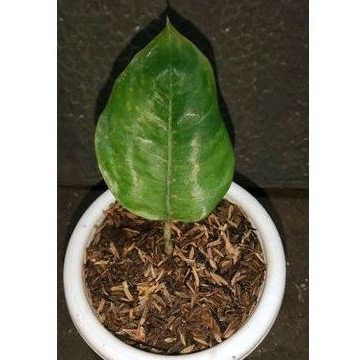 Aglaonema asri merah/aglonema asri merah daun 1+ (Beby)