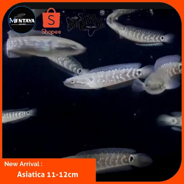 Asiatica RSWS grade A size 10-12cm