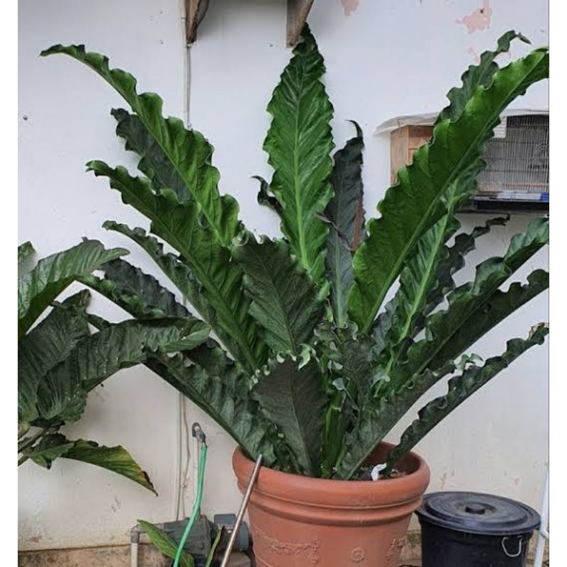 hokeri keris hitam/hokeri keris/hokeri keris super (yang kita jual anakannya)