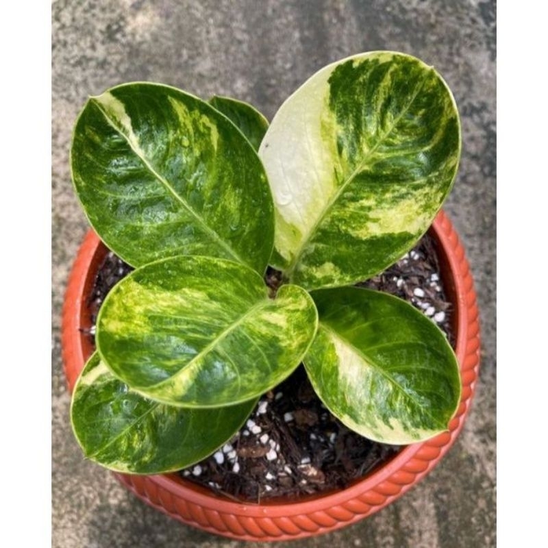 Jemani mangkok cut keke varigata/jemani mangkok cuke var