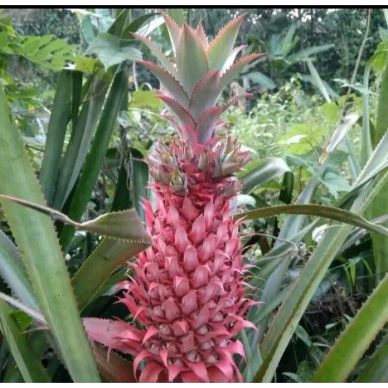 

Nanas muda segar.asli nanas hutan