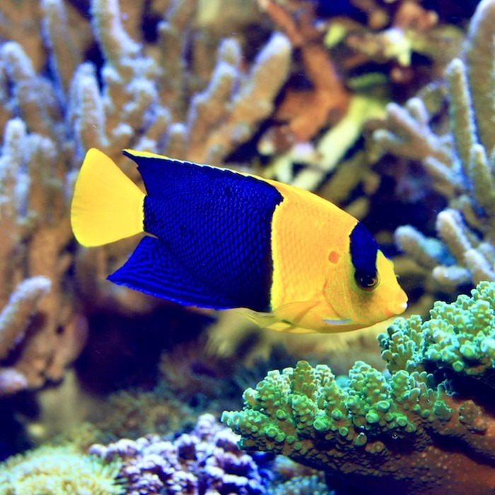 Ikan Angel BK / Bicolor Angelfish / Air Laut / Tankmate Nemo