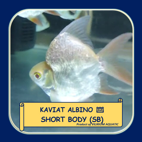 IKAN HIAS AIR TAWAR - KAVIAT ALBINO SHORT BODY (SB) KING