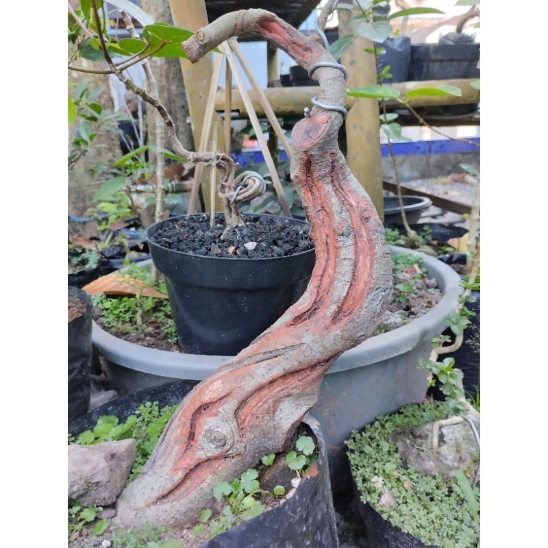 Bahan Bonsai Bunut Pucuk Merah