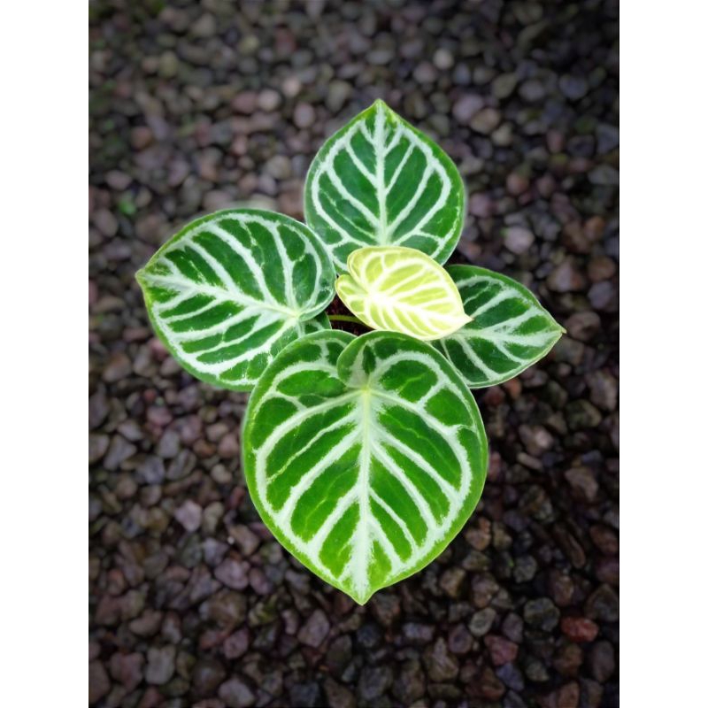 Kuping Gajah Dorayaki Remaja