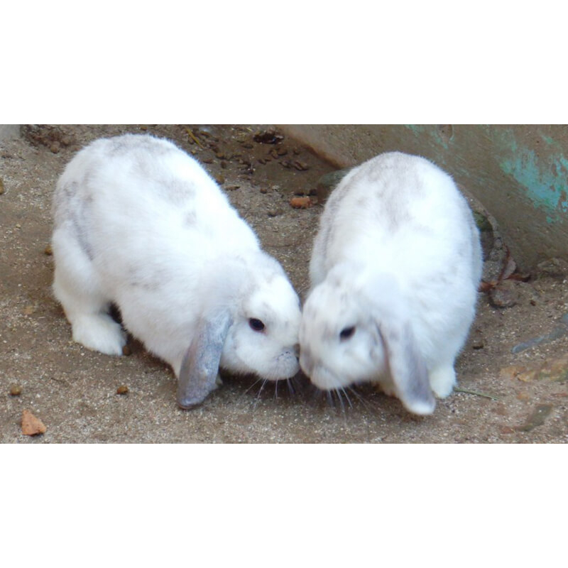 Kelinci Indukan Holland loap