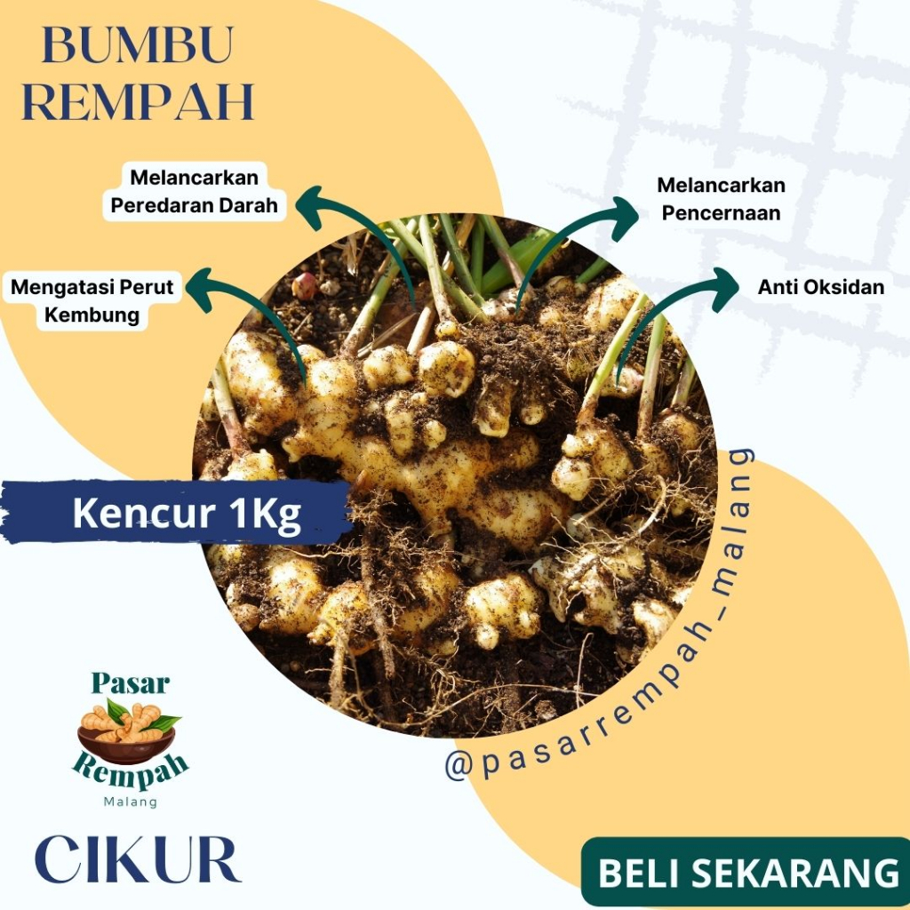 

Kencur Segar 1kg | Cikur