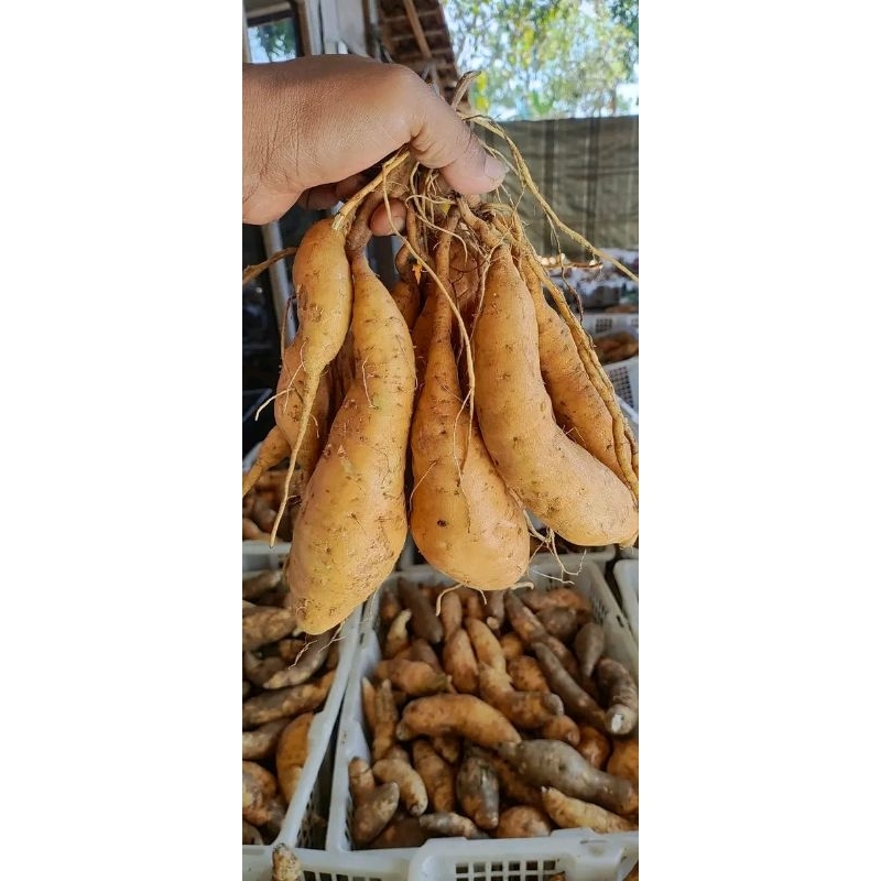 

Umbi madu umbi jalar umbi kuning ubi madu Wonogiri manis 7 kg