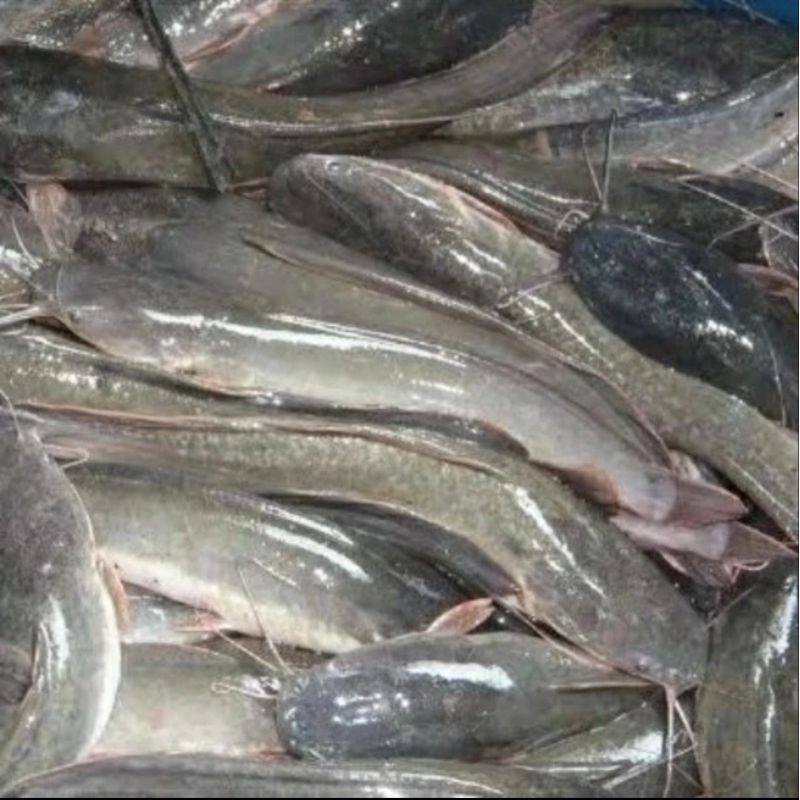 

IKAN LELE segar