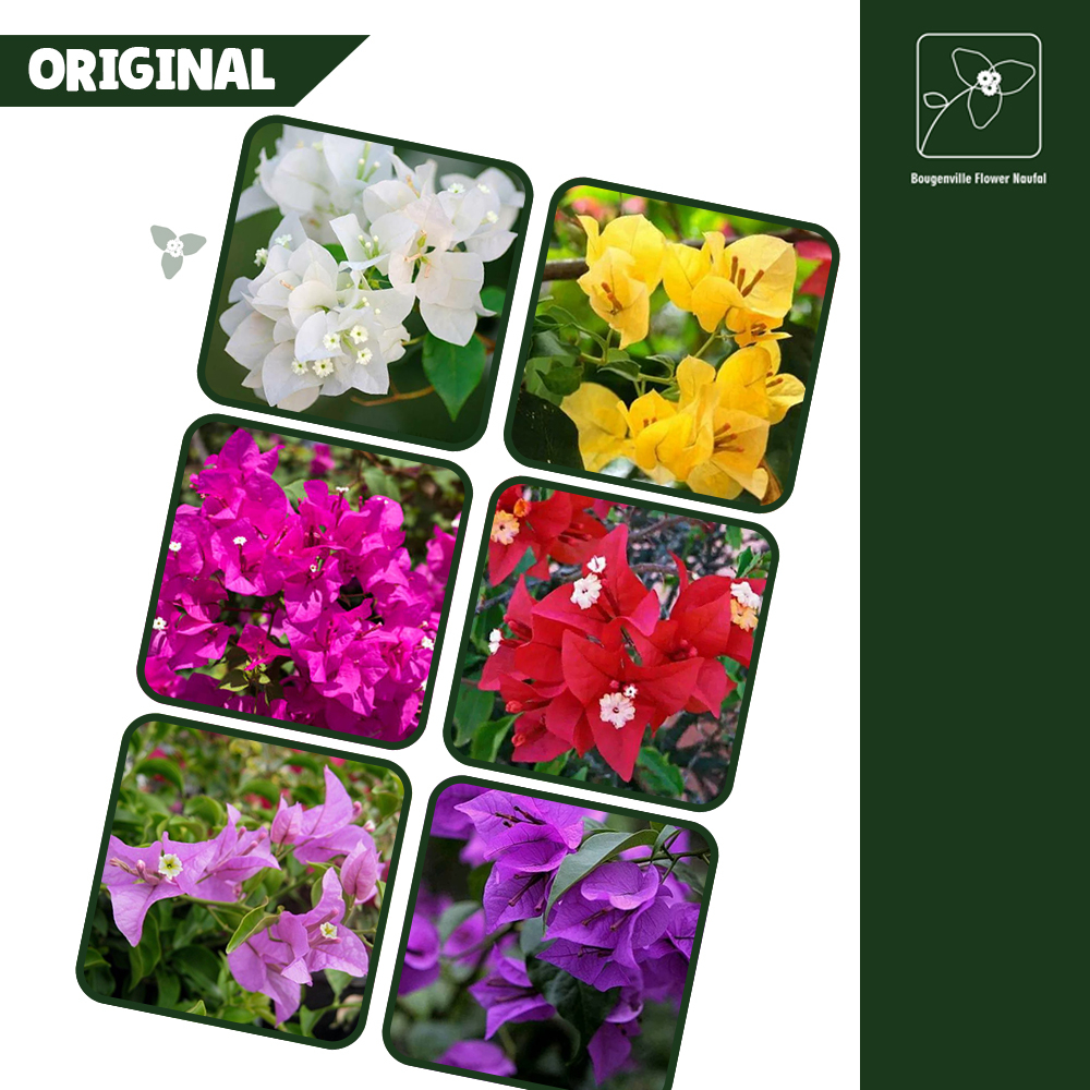 Bougenville Bunga Kertas/Tanamam Hias Bougenville/Bunga Kertas