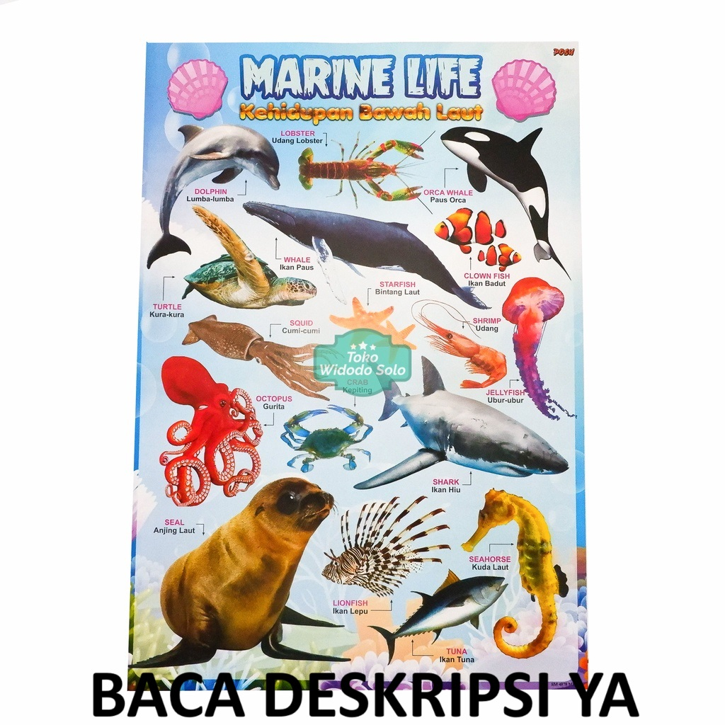 

1 LEMBAR Poster Edukasi Kehidupan Bawah Laut 35x50cm