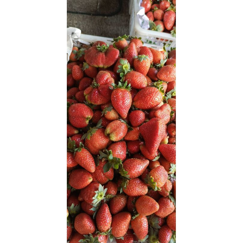 

STRAWBERRY FRESH | STRAWBERRY BEDUGUL | STRAWBERRY SEGAR