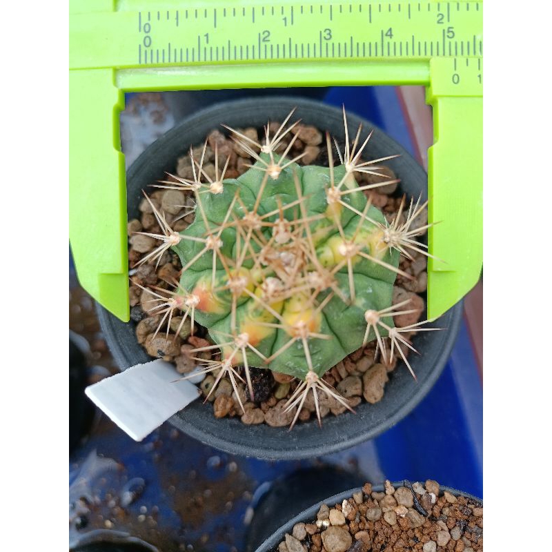 Kaktus Ownroot Var Gymno Miha Lucky Yellow Variegata Gymnocalycium Mihanovichii
