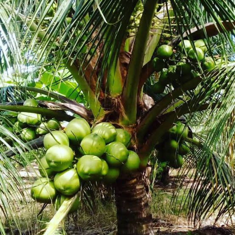 Bibit kelapa pandan wangi asli