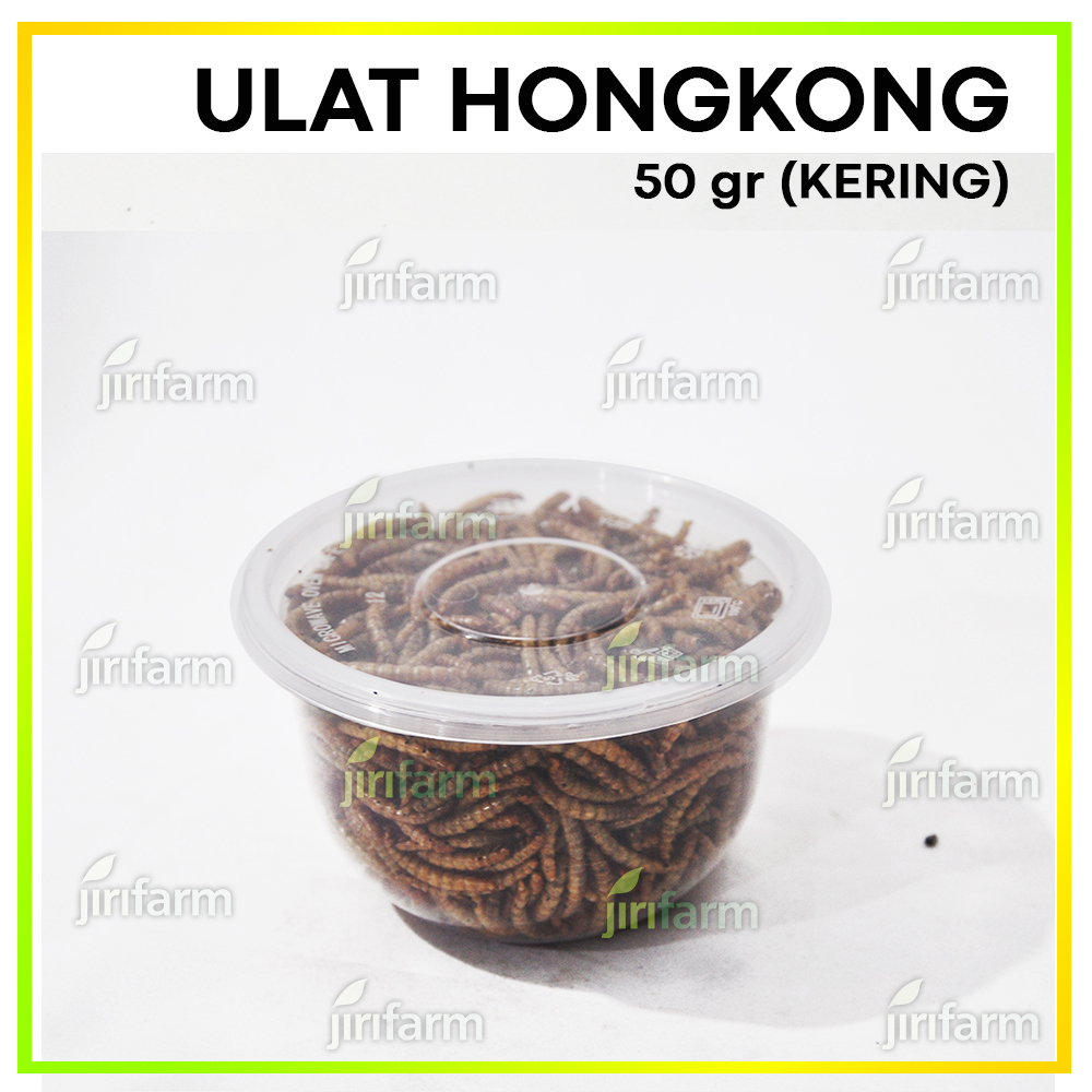 Ulat Hongkong Kering Dried Mealworm 50gr