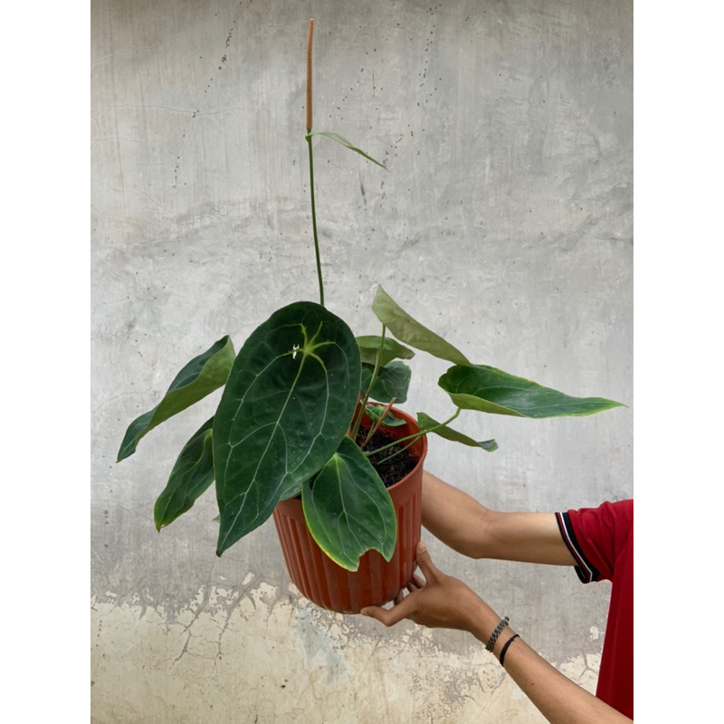 anthurium forgetii original
