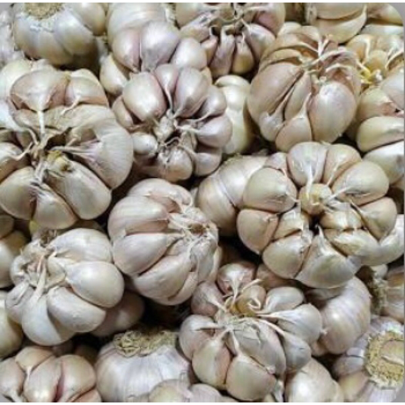 

Bawang putih 1KG