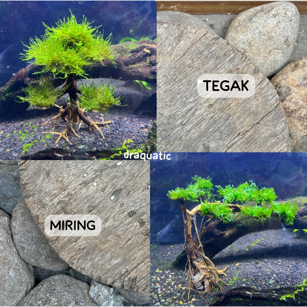 Miniatur Bonsai Mini dengan Moss untuk Hiasan Aquarium dan Aquascape - Tinggi 15cm