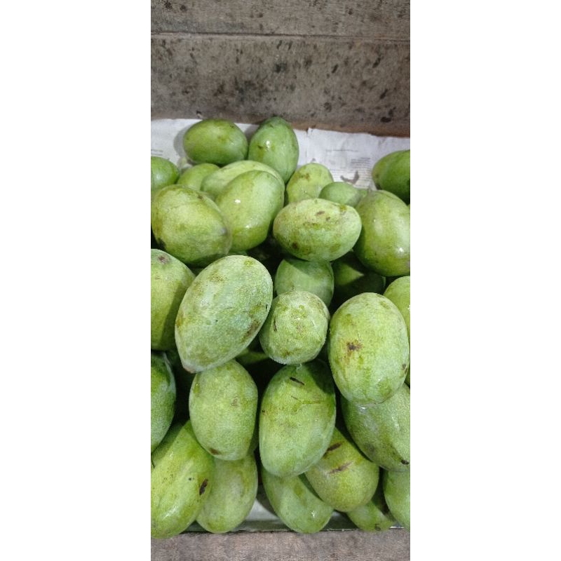 

buah mangga manalagi masak pohon