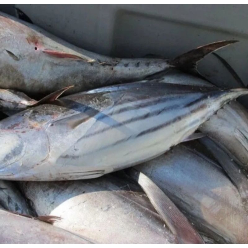 

Ikan Tongkol segar 1 Kg