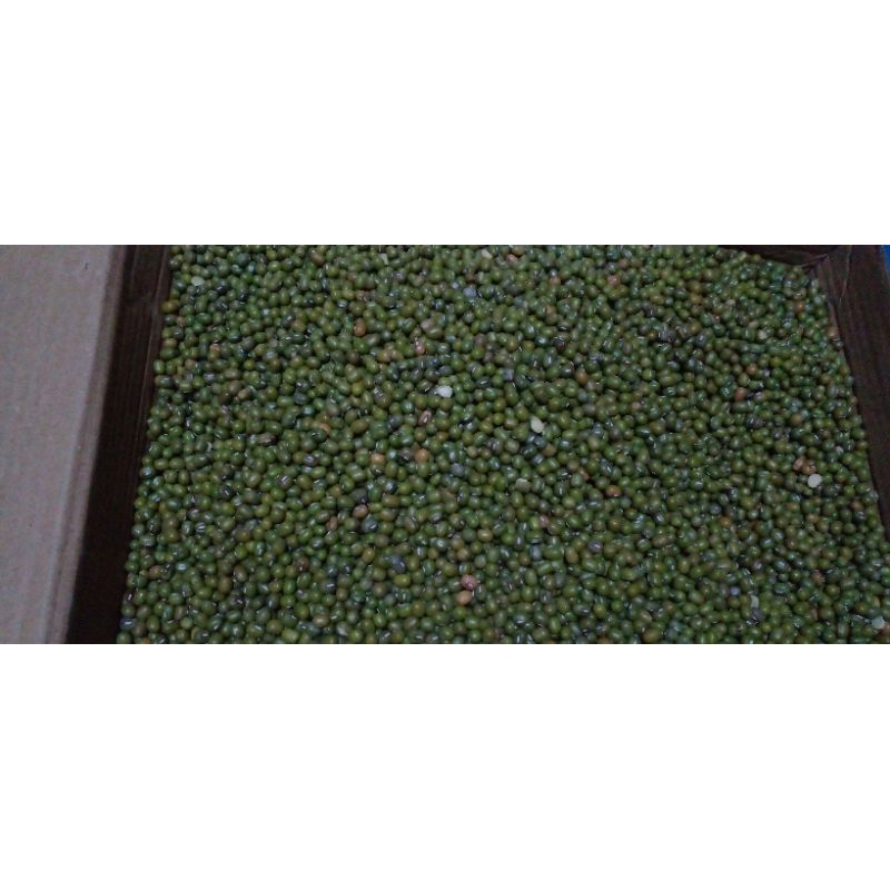 

kacang ijo yulek birma per 1 kg