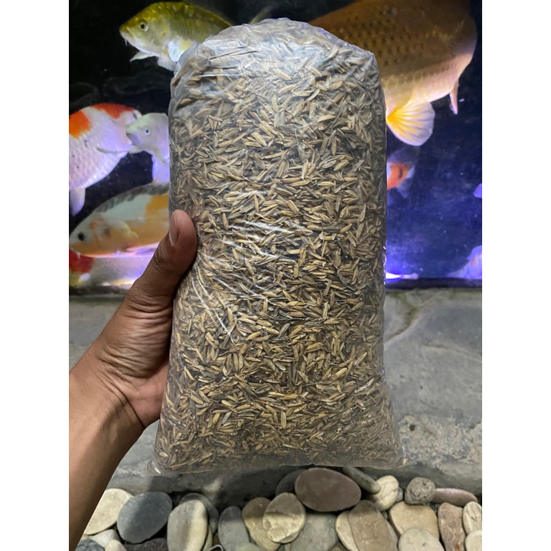 SEKAM MENTAH FERMENTASI