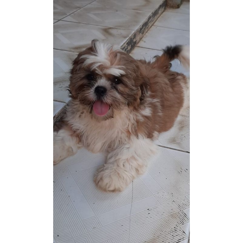 anak anjing shihtzu