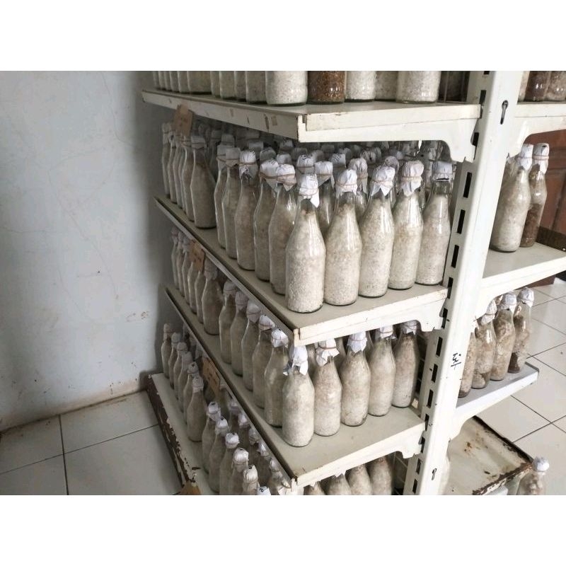 bibit f1 jamur tiram