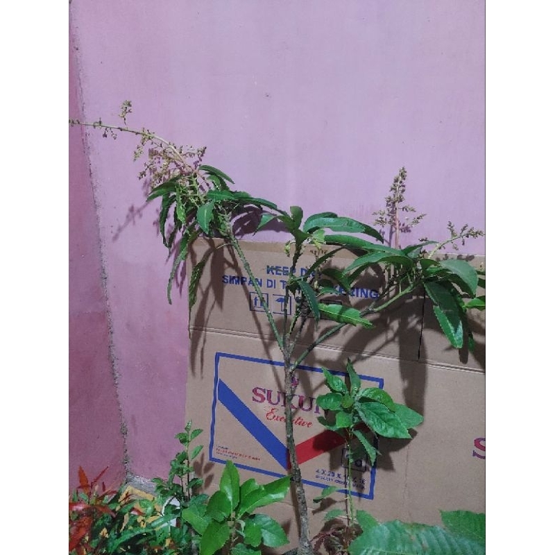 bibit mangga sudah berbunga siap berbuah 1meter