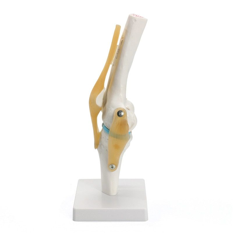 Human Knee Joint Model Flexible Torso Sendi Lutut Manusia Model Anatomi Sendi Lutut Manusia Medical