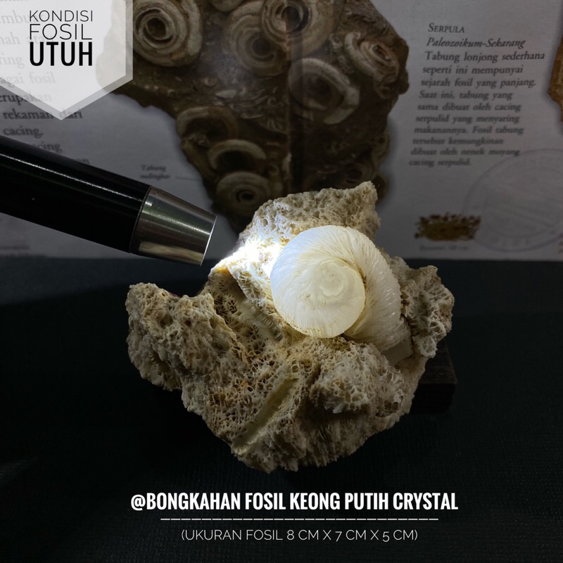Bongkahan Fosil Keong Crystal Putih F5 atau Fosil Kol Buntet Putih atau Fosil Kerang atau Fossil