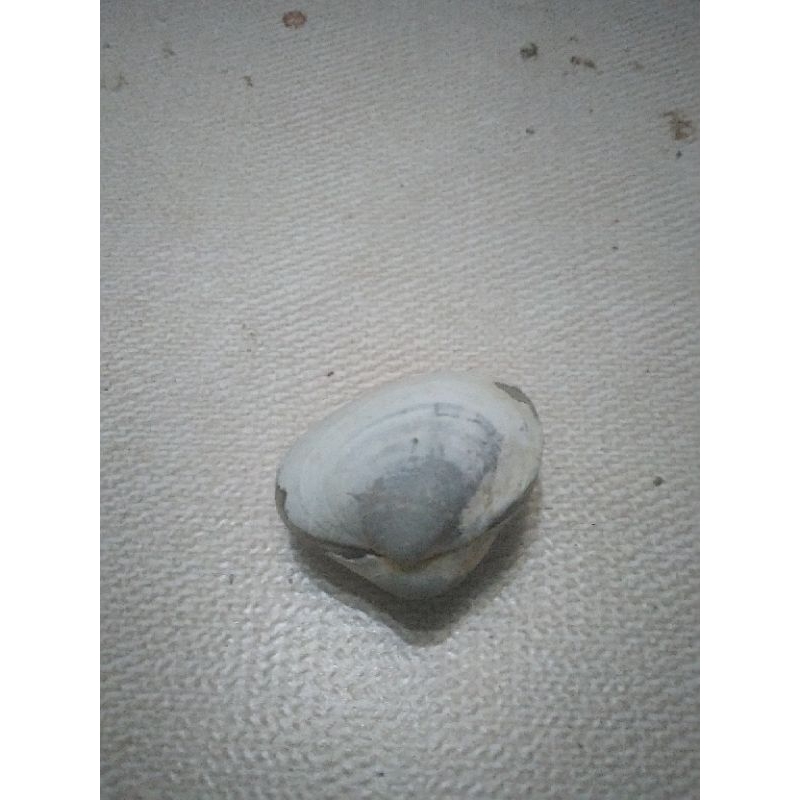 pusaka batu fosil fossils posil kerang laut kijing bungkem asli natural alami antik unik