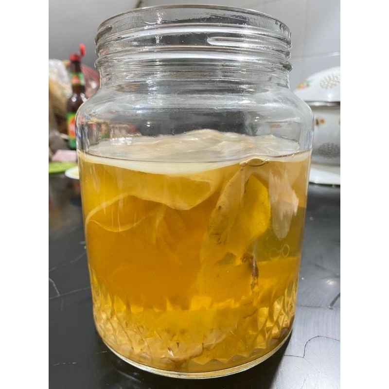 

Scoby Kombucha Starter