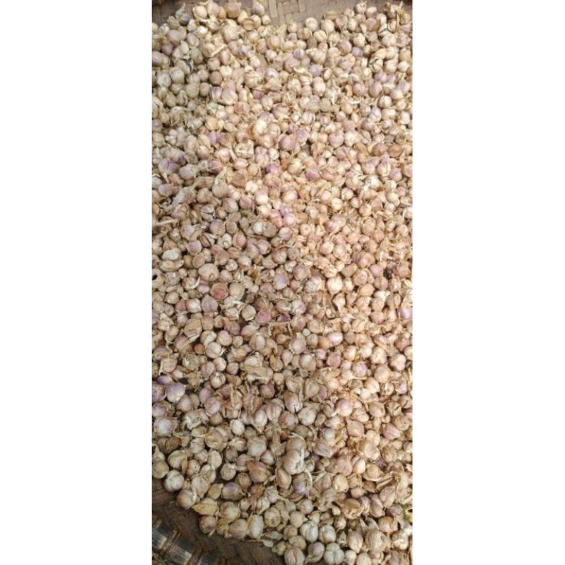 

kapolaga /kapol /KAPOLAGA